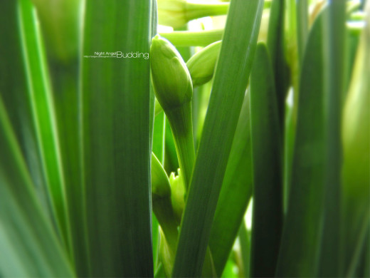 33217 (a): :1600x1200